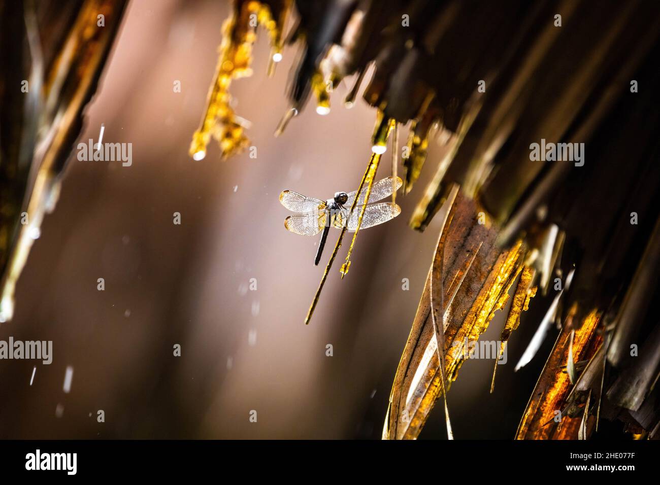 Bellissimo primo piano macro libellula insetto che riposa durante la pioggia Foto Stock