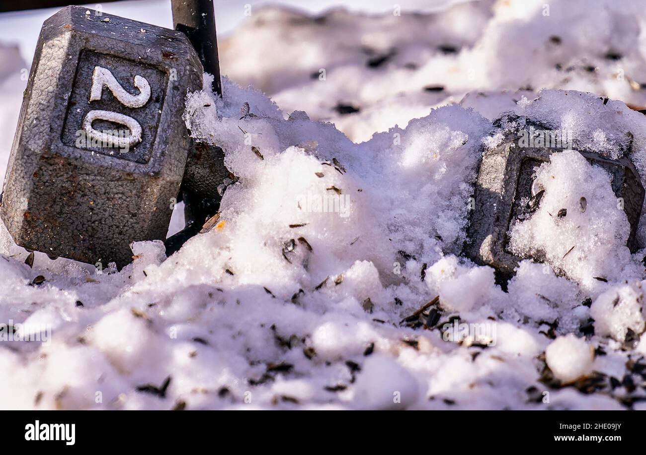 Venti libbre nella neve. Barbell usato come supporto per un alimentatore di uccelli Foto Stock