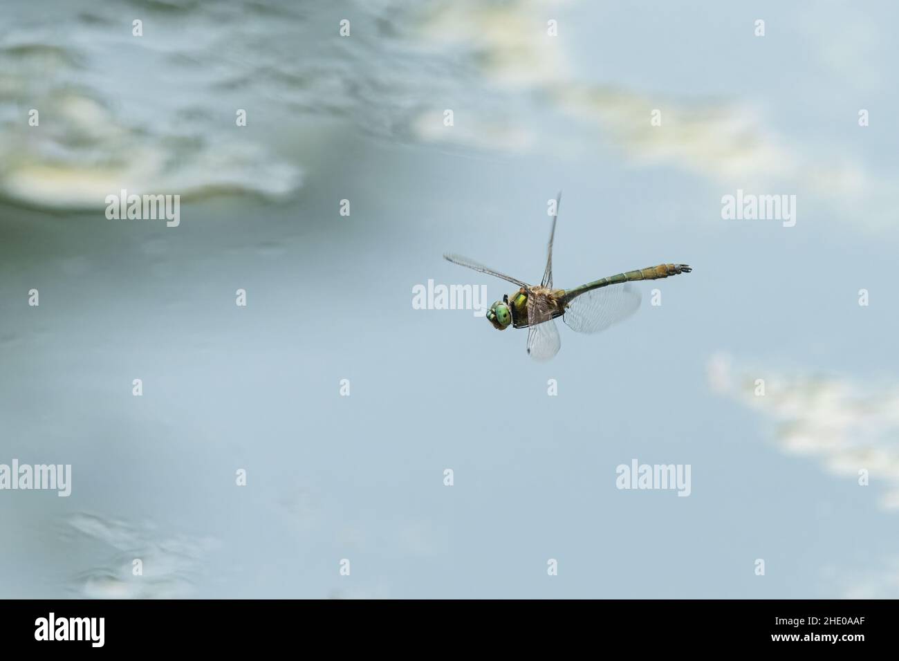 Una libellula verde smeraldo (Cordulia aenea) in volo sull'acqua, giorno di sole in estate (Vienna, Austria) Foto Stock