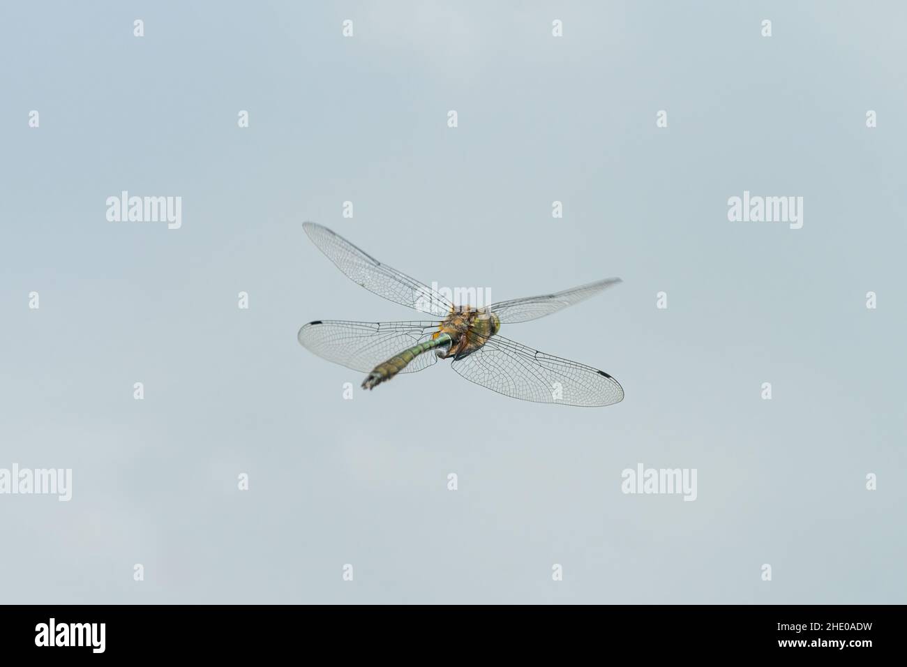 Una libellula verde smeraldo (Cordulia aenea) in volo sull'acqua, giorno di sole in estate (Vienna, Austria) Foto Stock