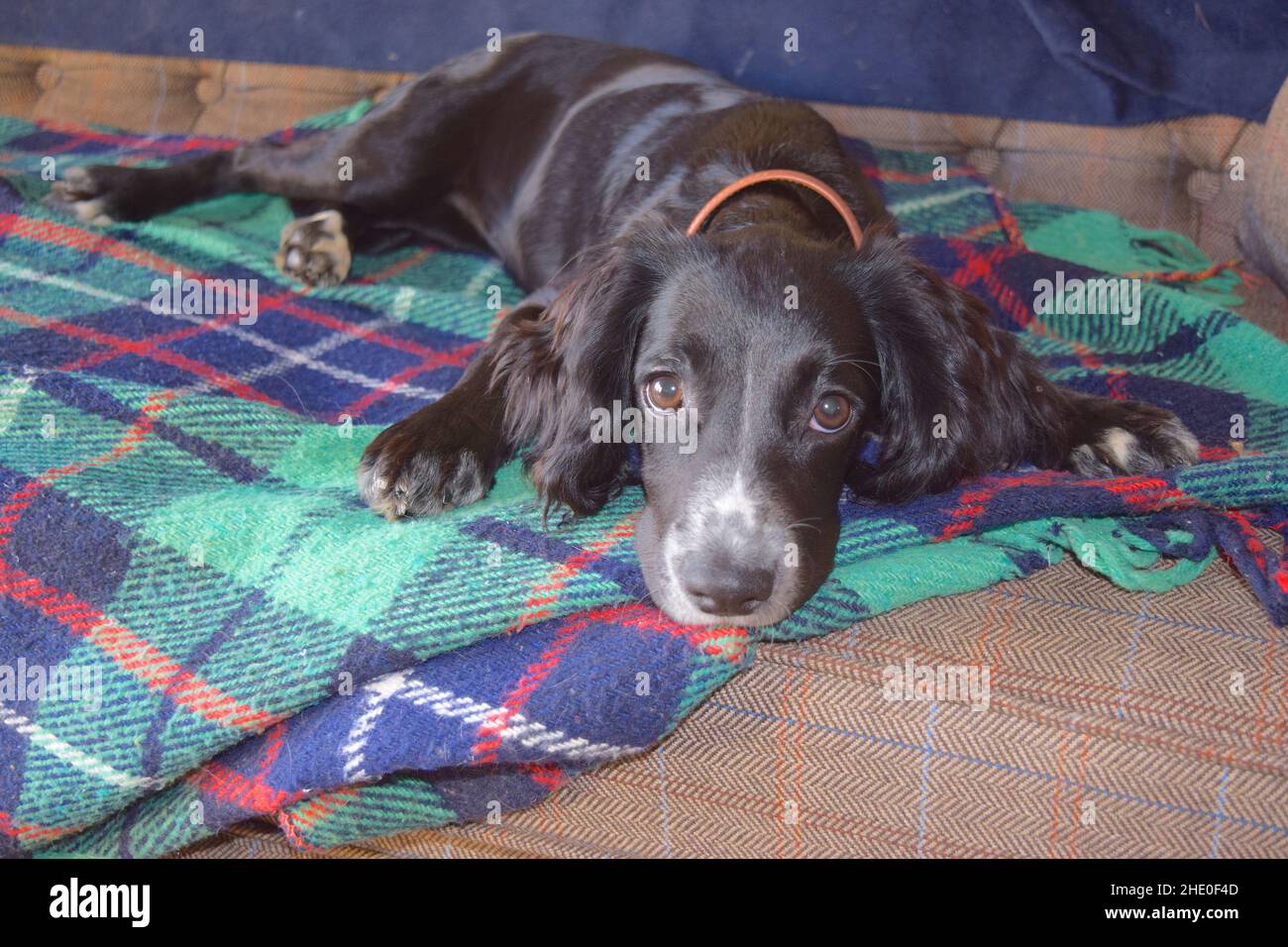 Carino cucciolo di spaniello a casa. Foto Stock