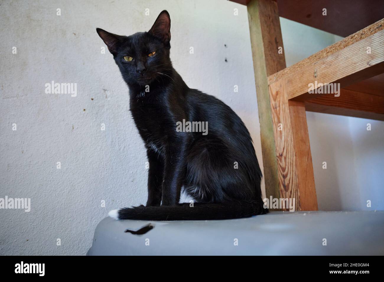 Primo piano di un gatto Bombay nero seduto su una sedia di plastica Foto Stock