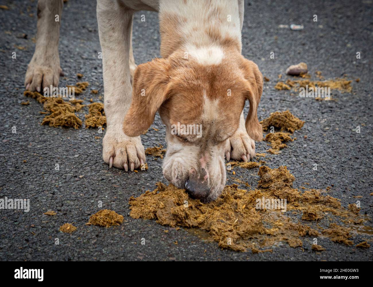 Inglese Foxhound che mangia il letame del cavallo prima della caccia Middleton di giorno di boxe. Malton. REGNO UNITO Foto Stock