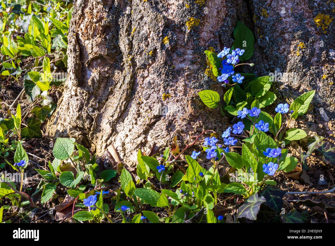 Myosotis (Forget-me-nots) blu brillante che cresce alla base di un tronco di albero alla luce naturale del sole Foto Stock