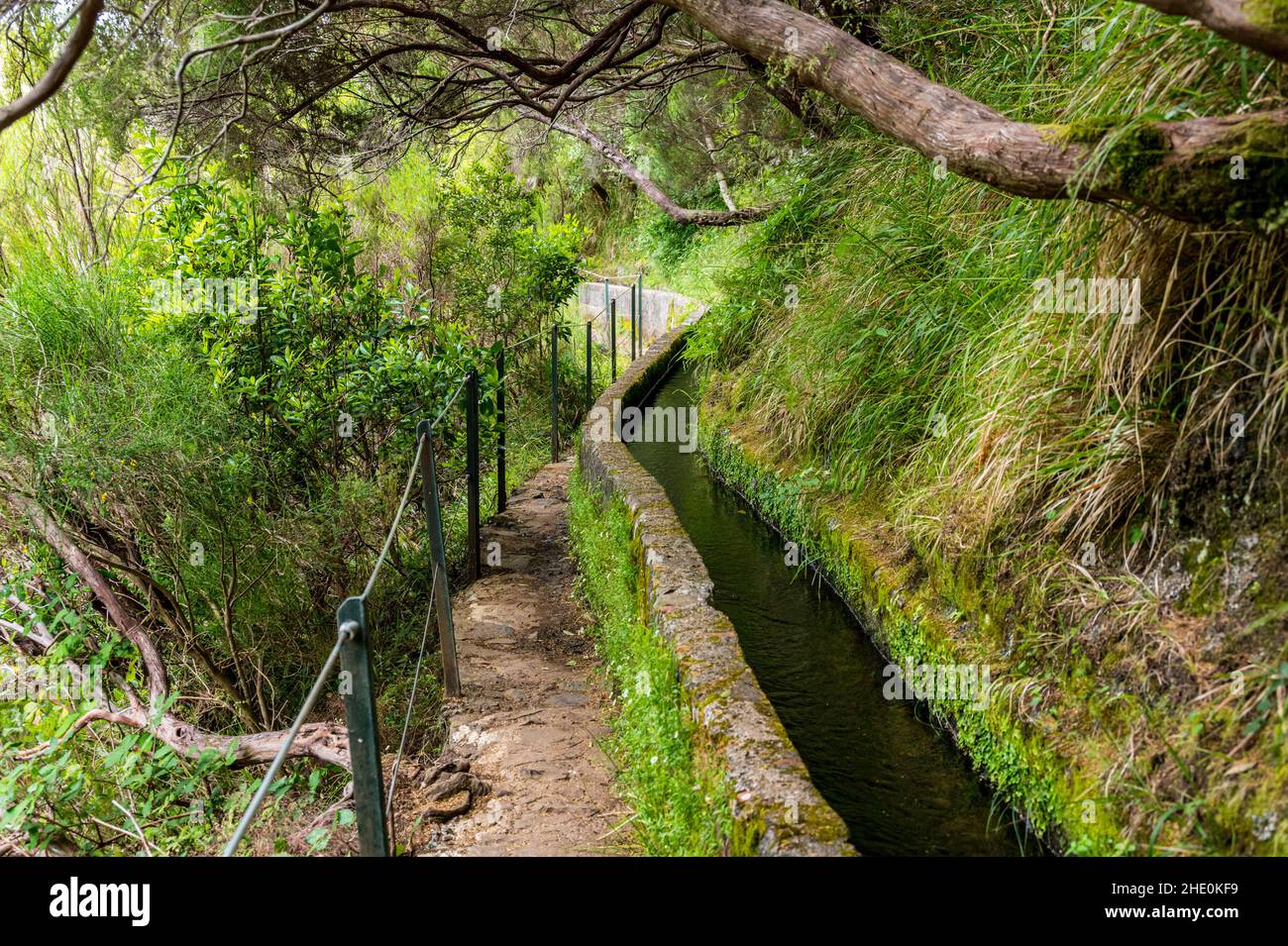 Escursioni attraverso la vecchia foresta lungo l'acqua, esplorando 25 cascata su Madeira. Foto Stock