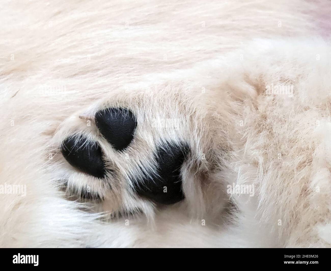 Primo piano di pacchette nere dorate retriever Foto Stock