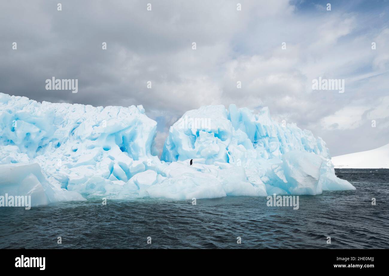 Il pinguino di Adelie si erge su un iceberg blu. Foto Stock