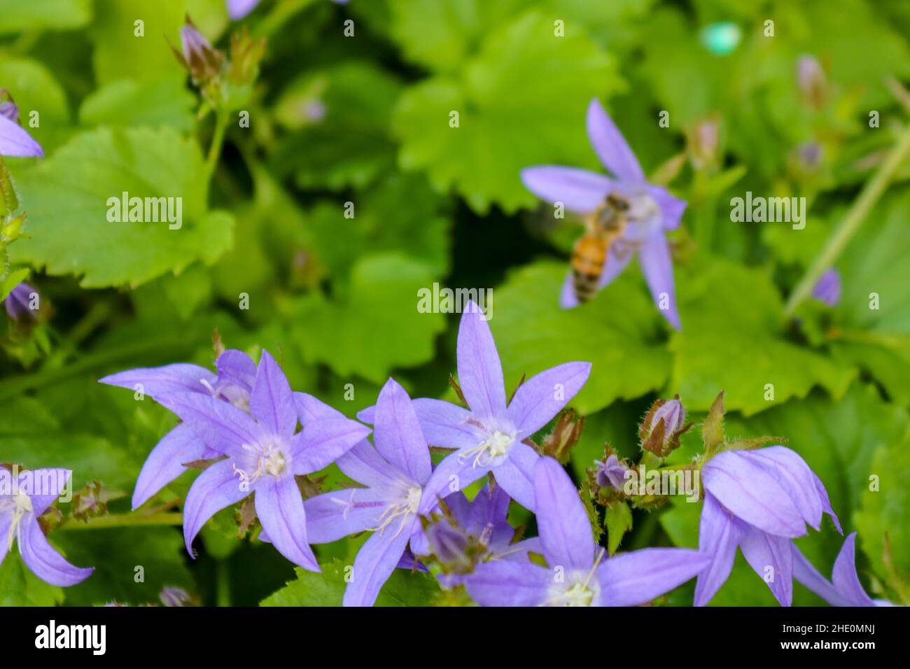 Fioritura viola del campanile serbo (Campanula postcharskyana) o Liscuggan con foglie verdi di un'ape (API) in Germania Foto Stock