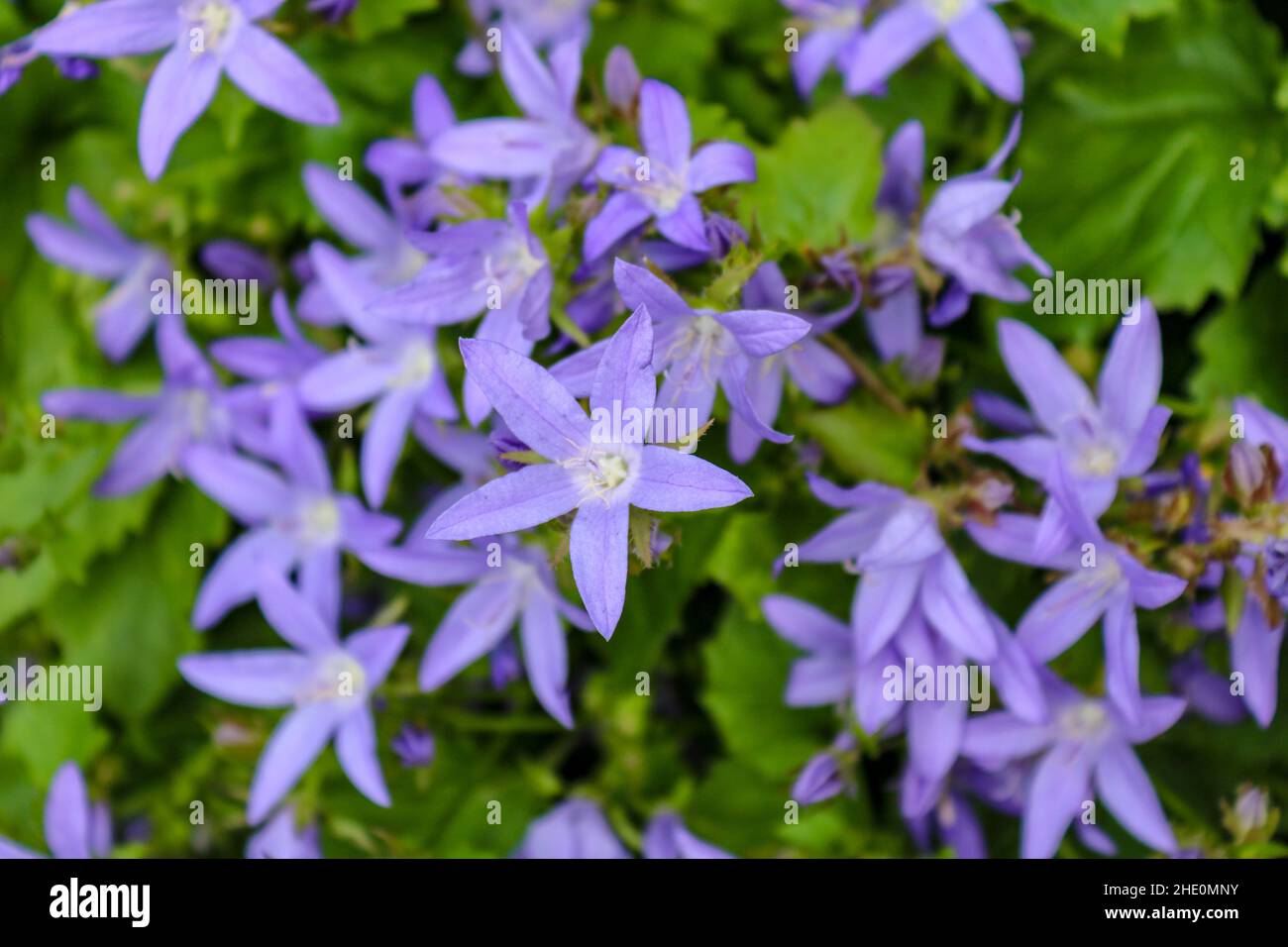 Primo piano di campanula porpora (Campanula poscharskyana) chiamato anche lisdugan Foto Stock