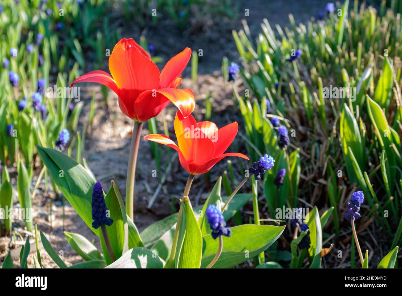 Primo piano di tulipani rossi (Tulipa) in aiuola Foto Stock