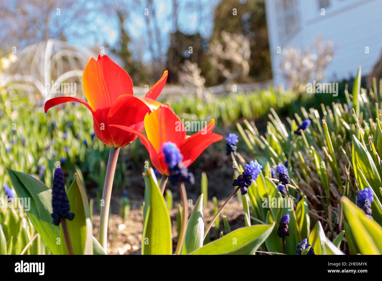 tulipani rossi in giardino in primavera Foto Stock