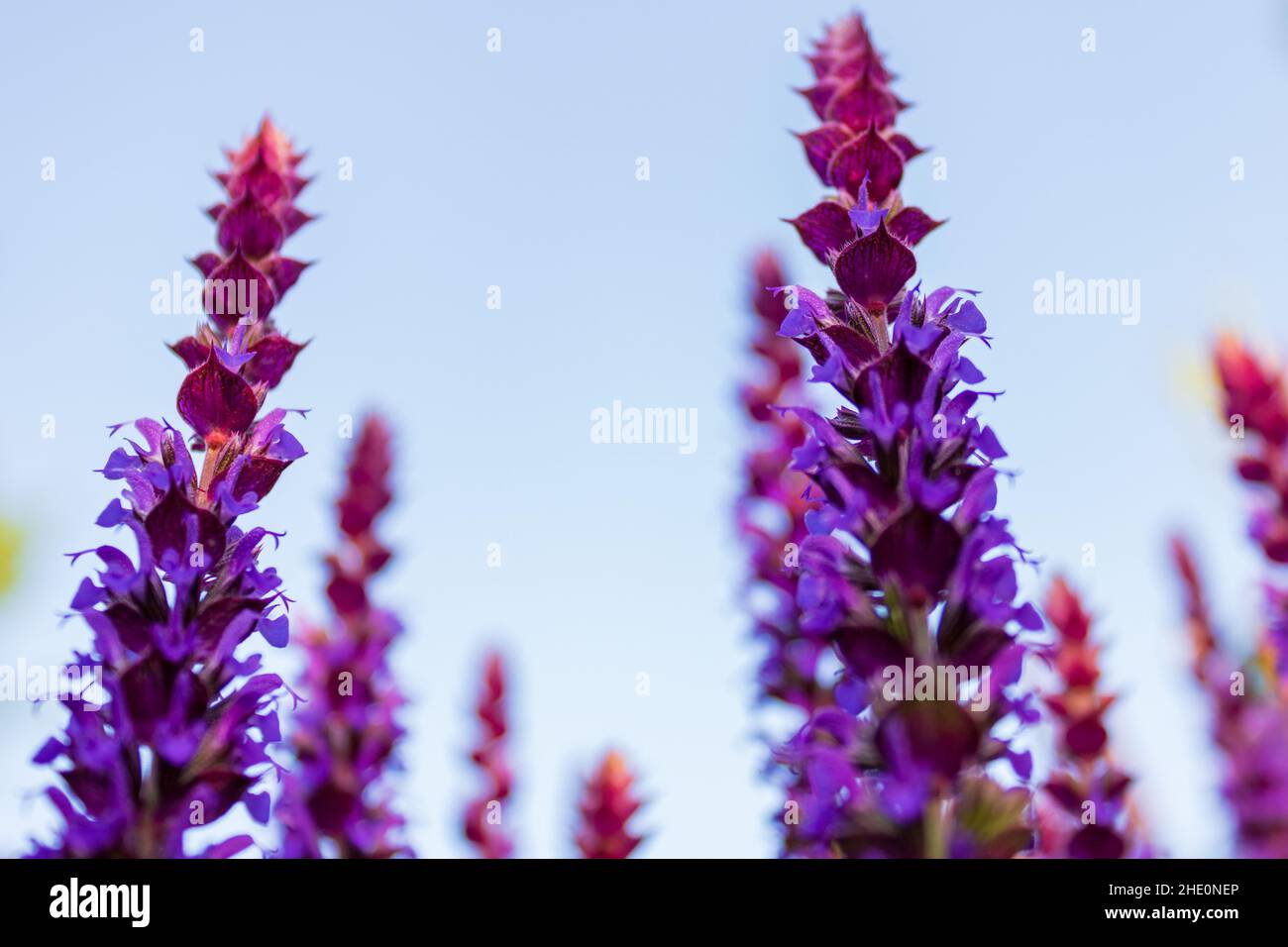 Primo piano di fiori viola di salvia officinalis contro il cielo blu, vista da terra Foto Stock
