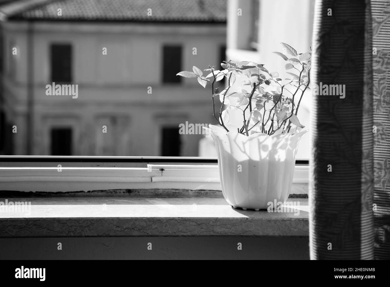 Foto artistica monocromatica di vaso di fiori bianchi con rosa piccola. Fiori in crescita. Primavera e crescita. Finestra aperta, case gialle sullo sfondo. Giorno di sole Foto Stock