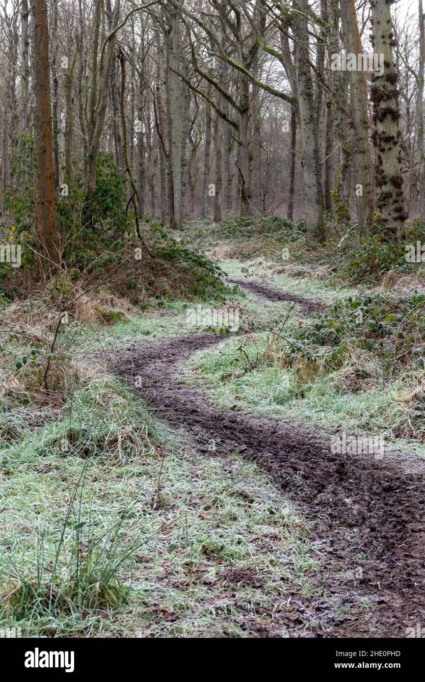 Sentiero fangoso attraverso il bosco in una mattinata d'inverno gelida, Bartley Heath Nature Reserve, Hampshire, Regno Unito Foto Stock