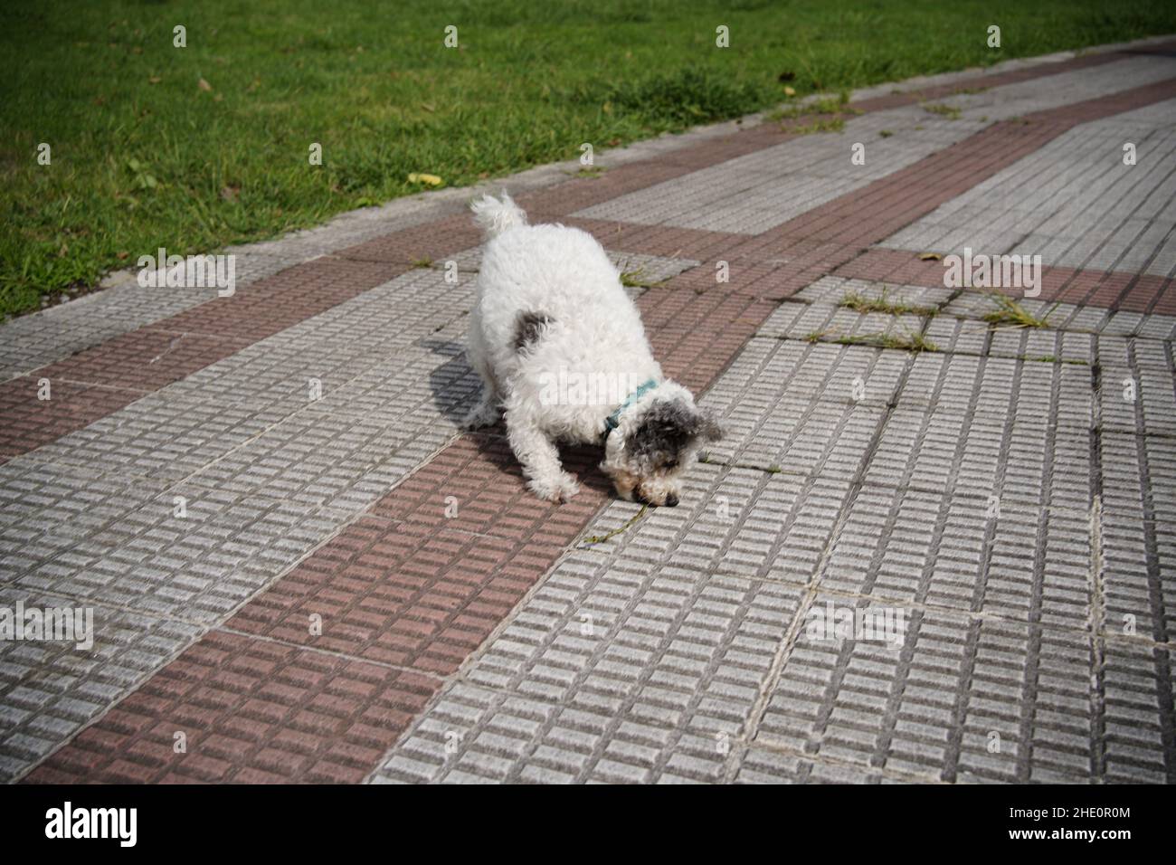 animali domestici ammessi che giocano nel parco Foto Stock