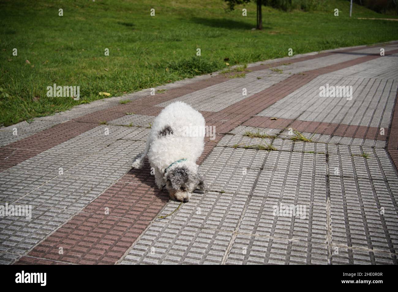 animali domestici ammessi che giocano nel parco Foto Stock