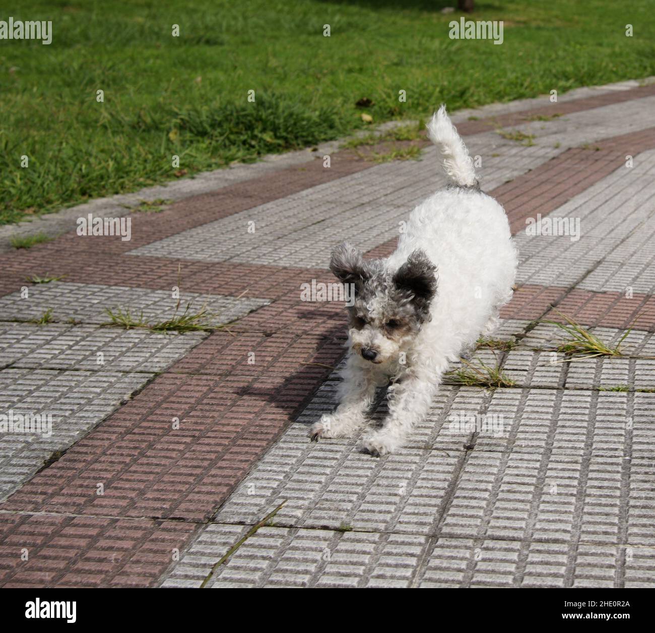 animali domestici ammessi che giocano nel parco Foto Stock
