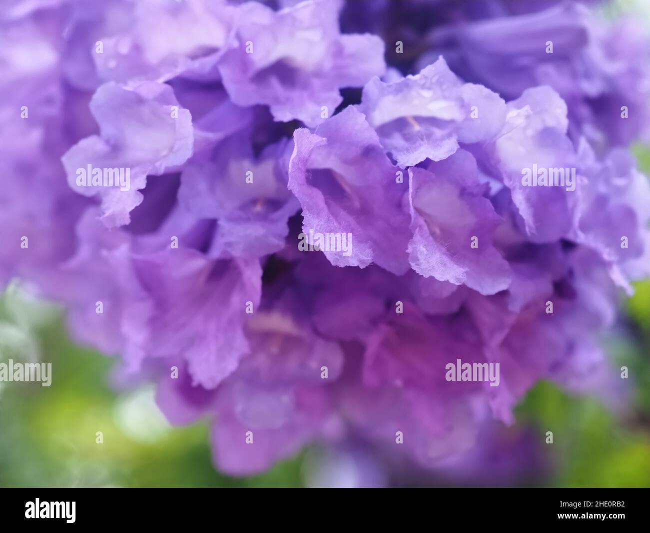Jacaranda mimosifolia- palisandro con fiori violacei Foto Stock