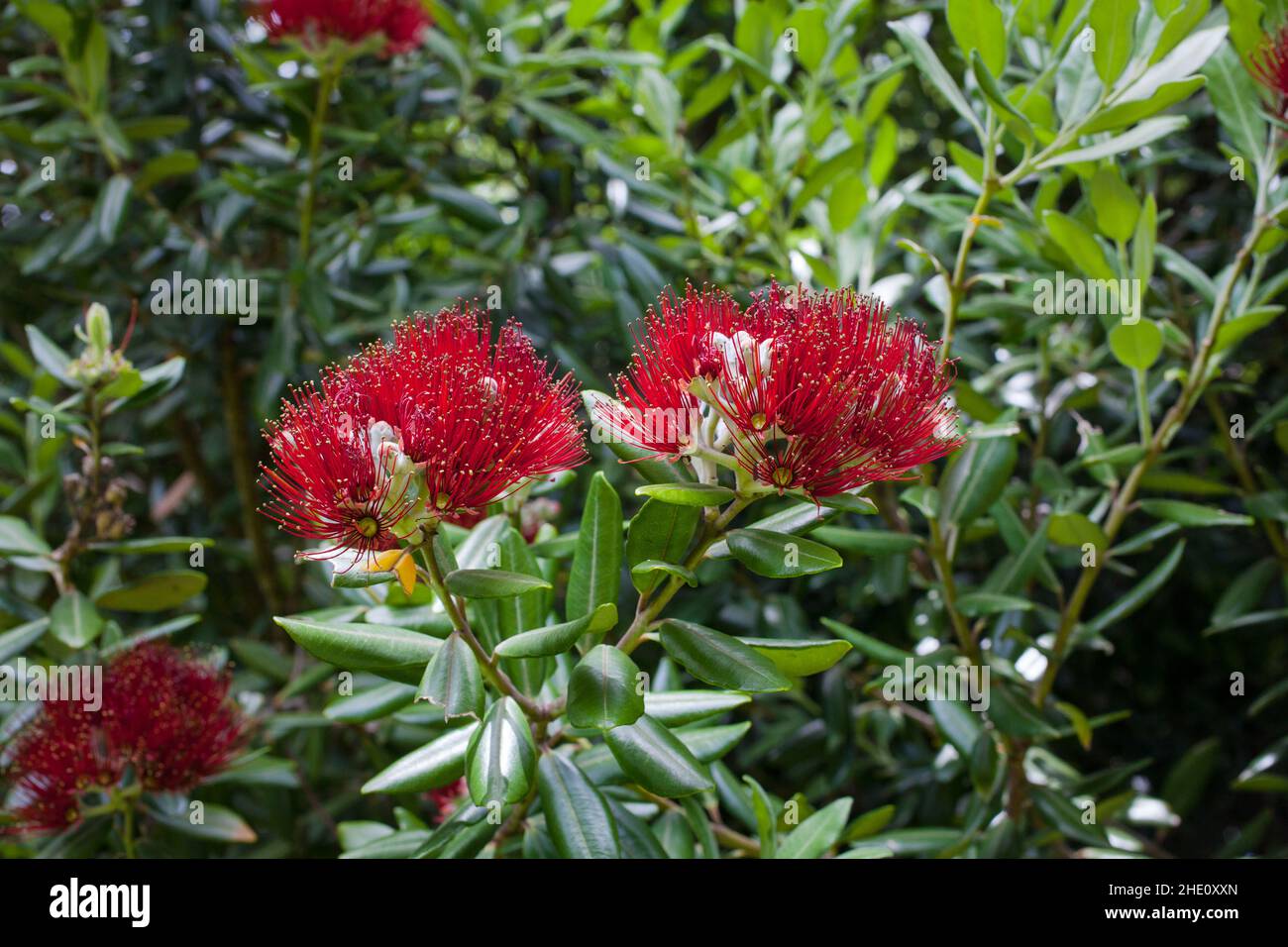 Luoghi comuni in Nuova Zelanda: Belle fioriture rosse su alberi, ad esempio Bottlebrush; Poihutukawa Foto Stock