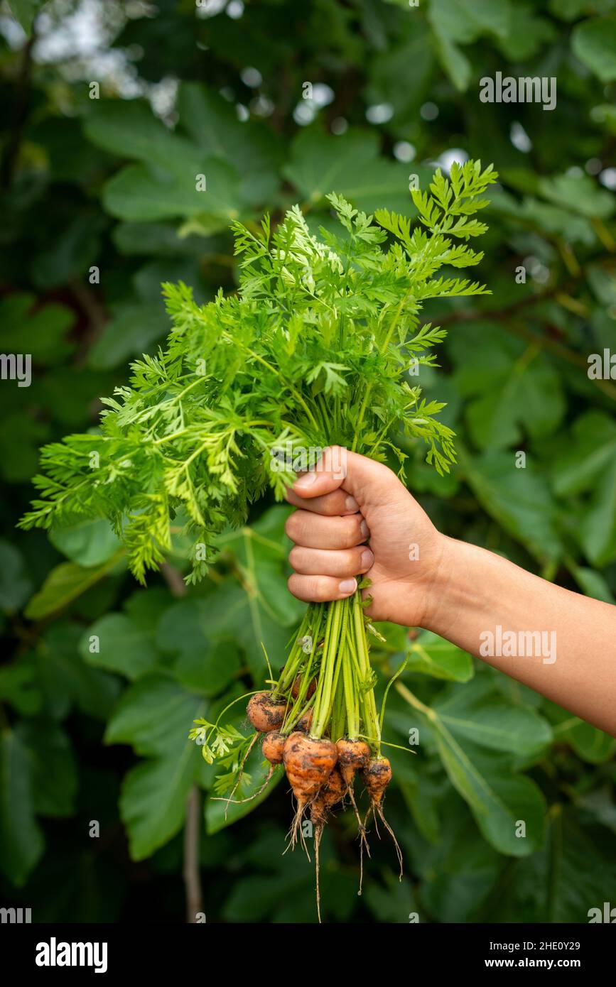Carote biologiche per bambini appena raccolte Daucus carota. Foto Stock