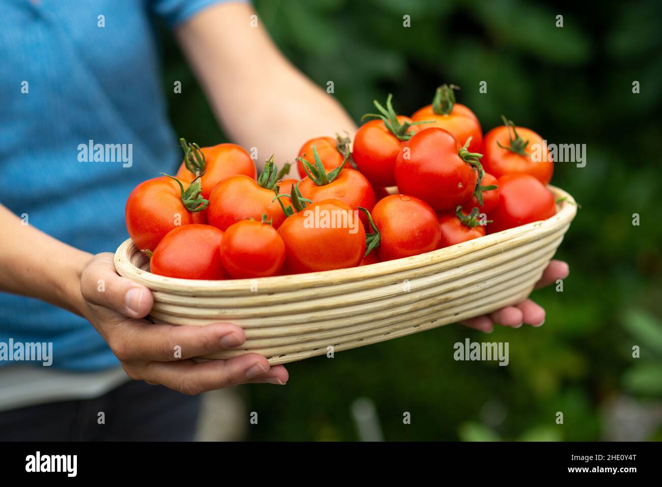 Donna tenere un cestino pieno con pomodori appena raccolti, Surrey, Regno Unito Foto Stock