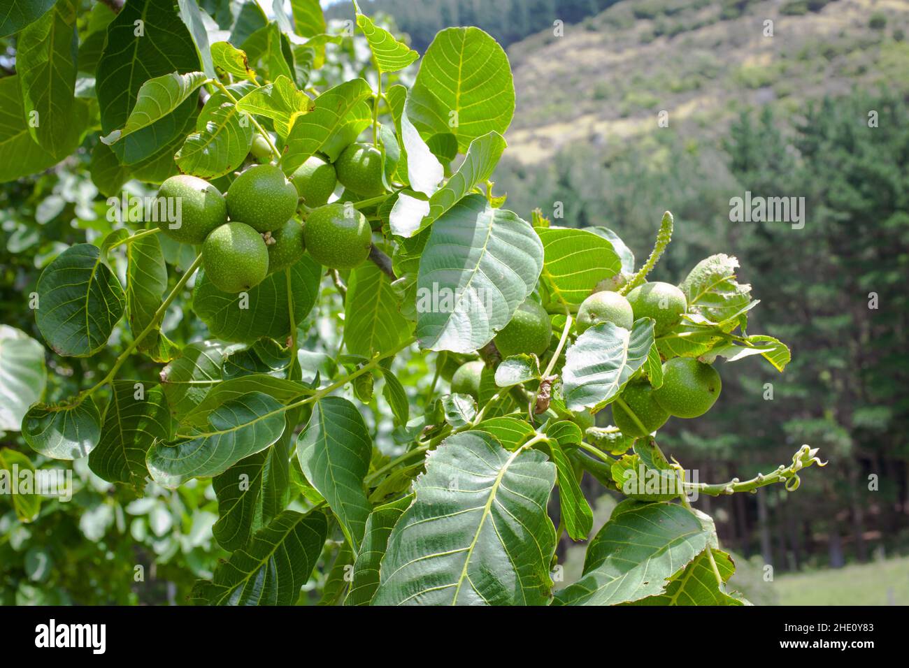 Attrazioni comuni in Nuova Zelanda: Foto Stock