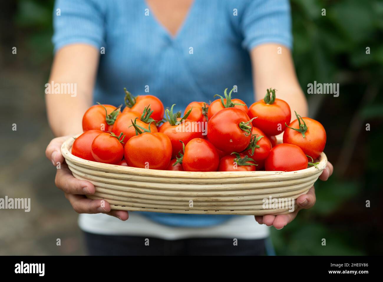Donna tenere un cestino pieno con pomodori appena raccolti, Surrey, Regno Unito Foto Stock