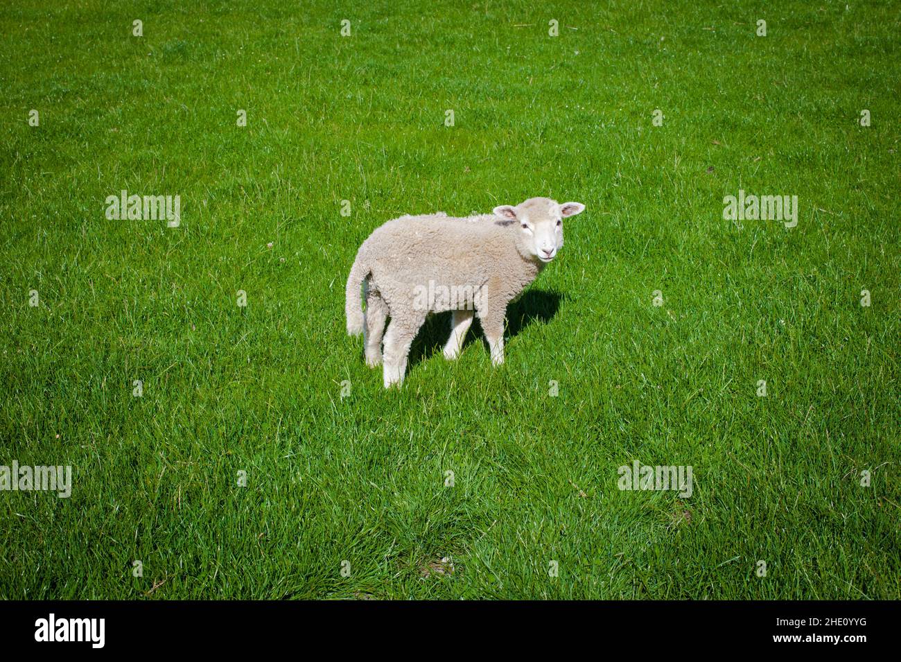 Luoghi comuni in Nuova Zelanda: Pecore. Foto Stock