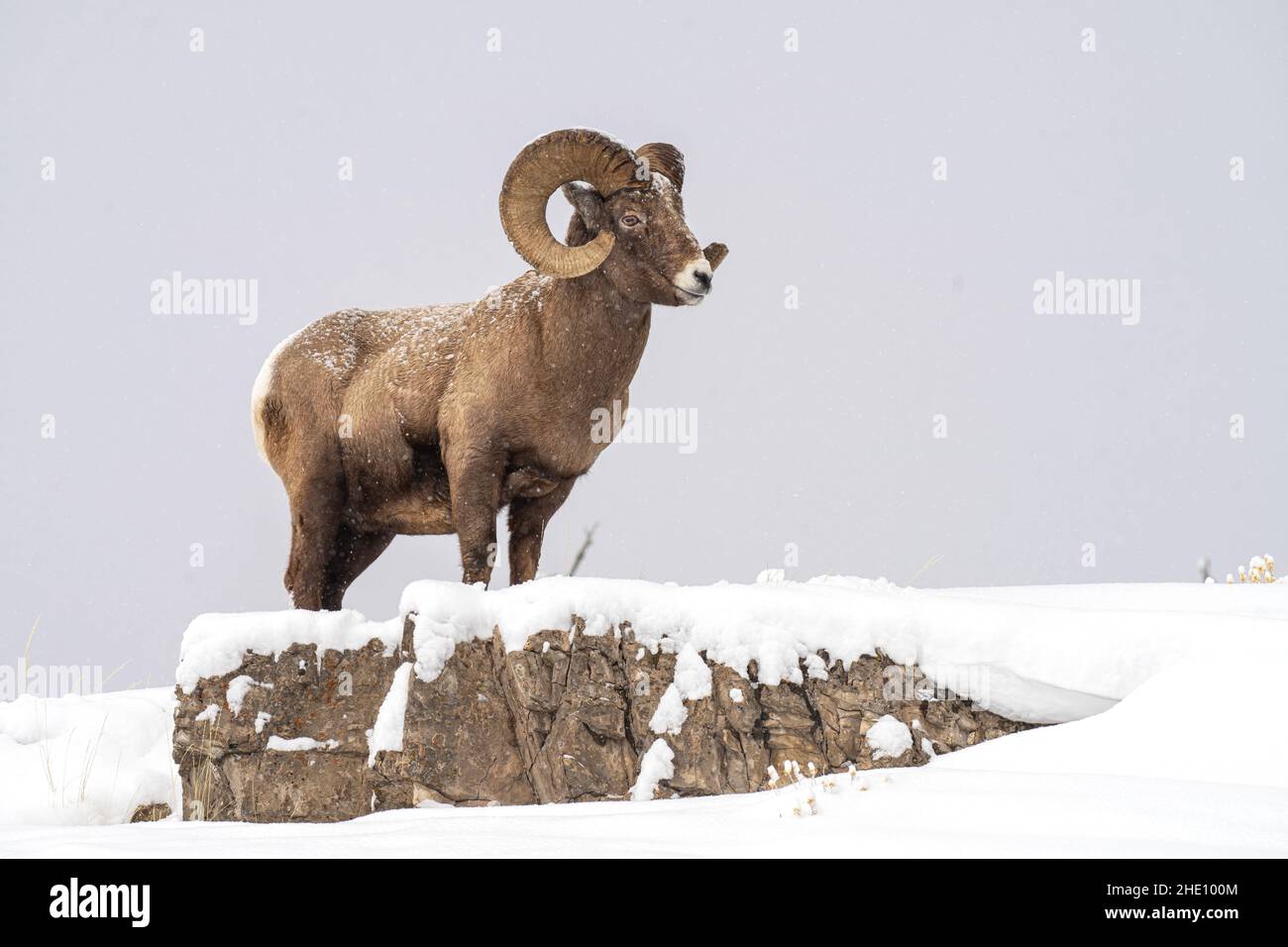 Bighorn Ram Foto Stock