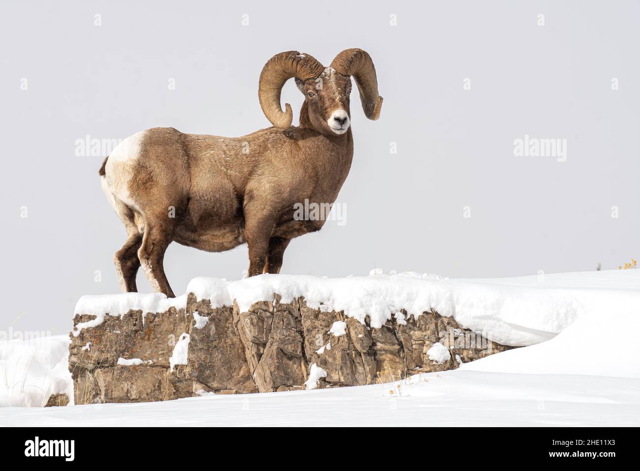 Bighorn Ram Foto Stock