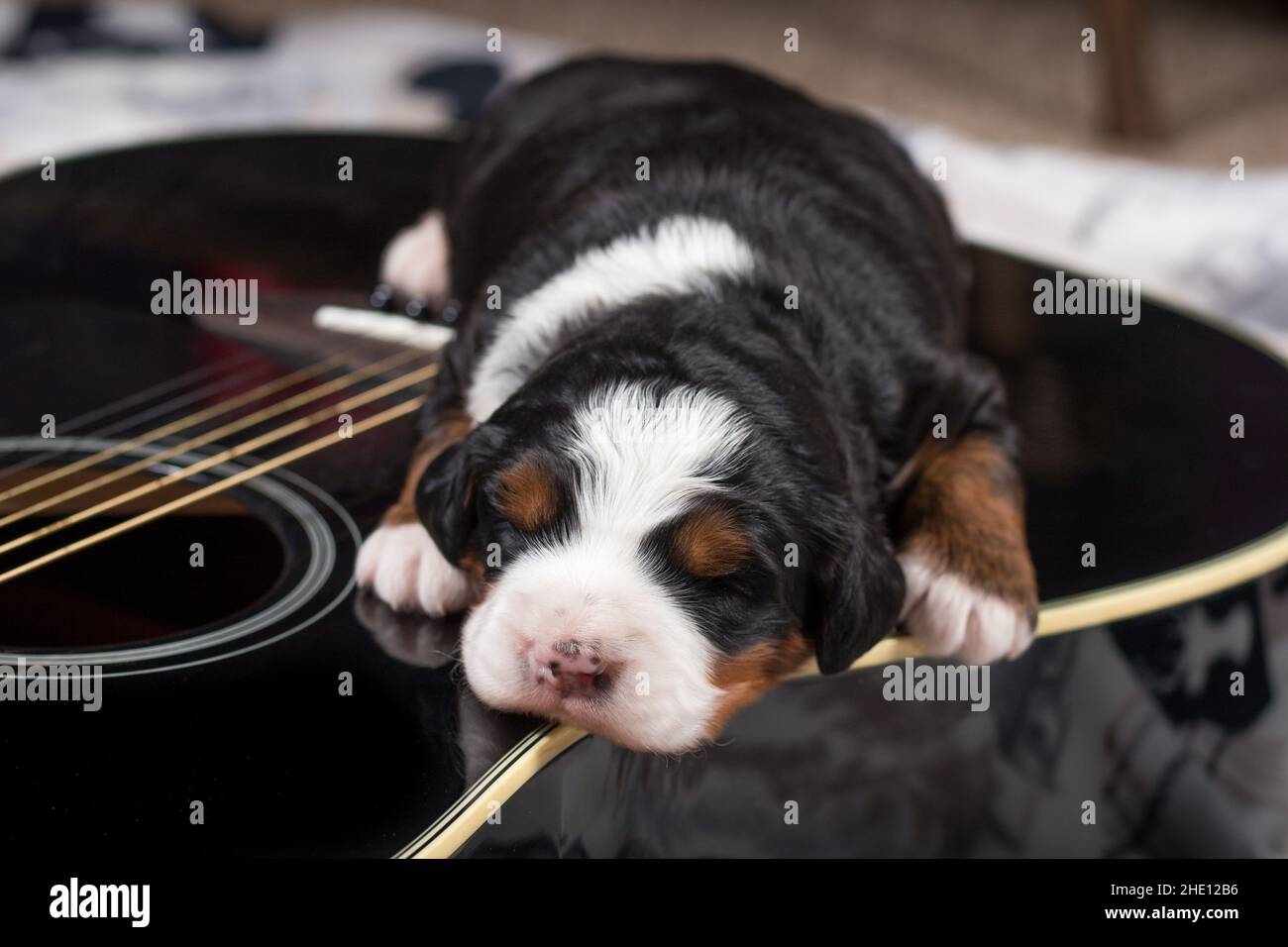 Mini Bernedoodle Puppy tricolore che dorme alla chitarra Foto Stock
