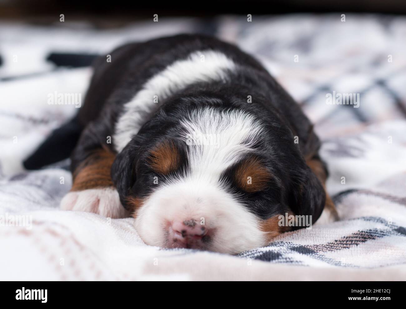 Mini cucciolo a tre colori dormiente su coperta Foto Stock