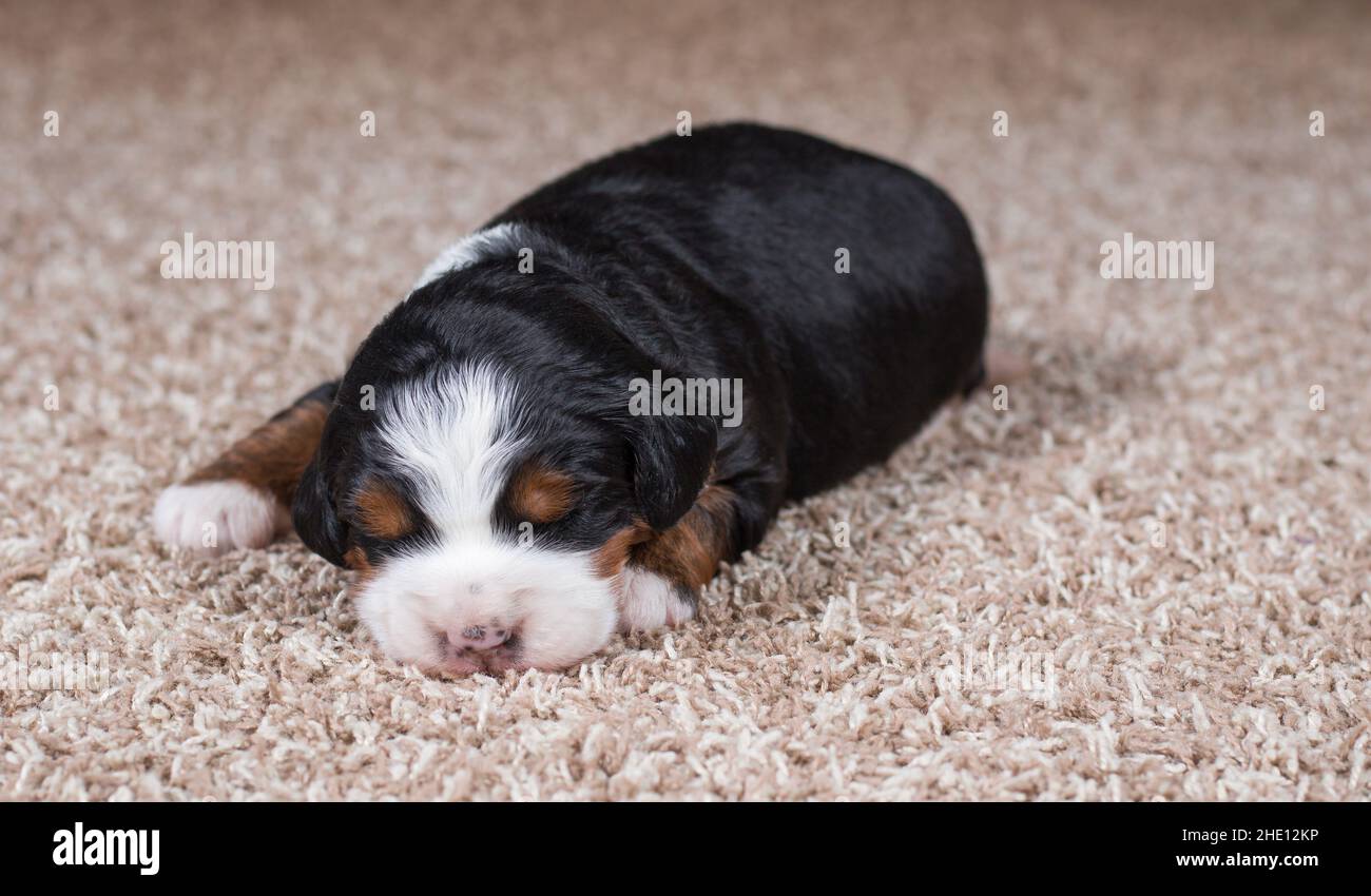 Mini cucciolo a tre colori dormiente su tappeto Foto Stock