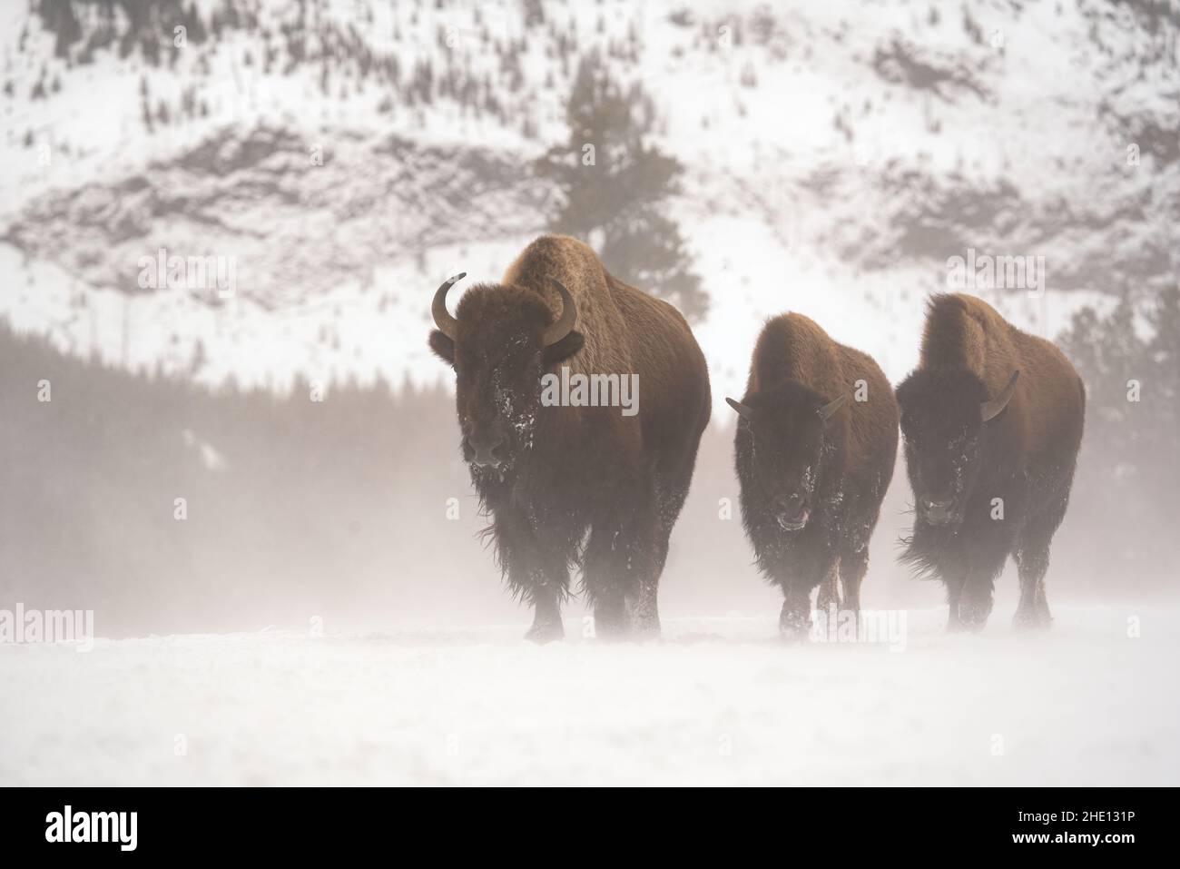 Bisonte americano Foto Stock Bisonte americano Foto Stock