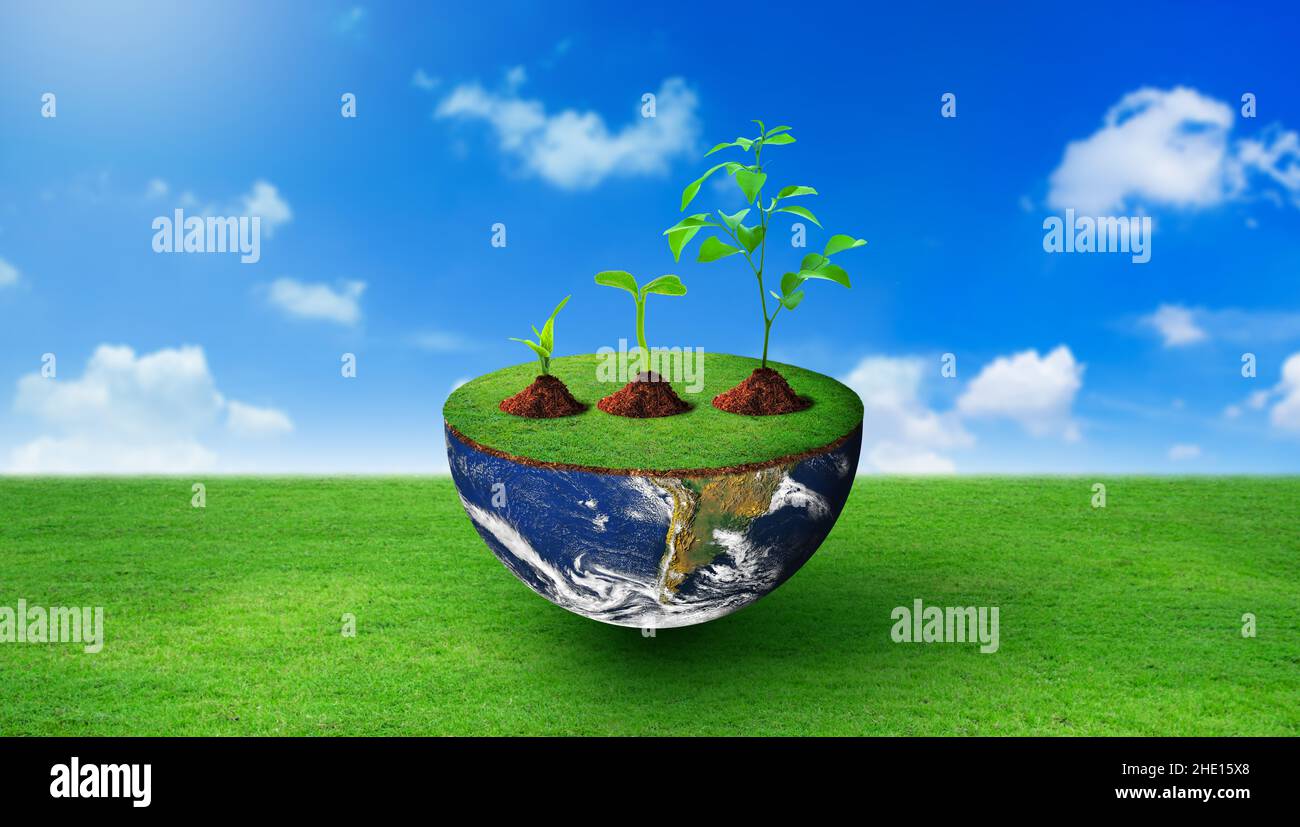 Piante di dimensioni diverse su semisfera con erba verde su. Natura e cielo blu sfondo. Gestione ambientale, Giornata Mondiale dell'ambiente. Foto Stock