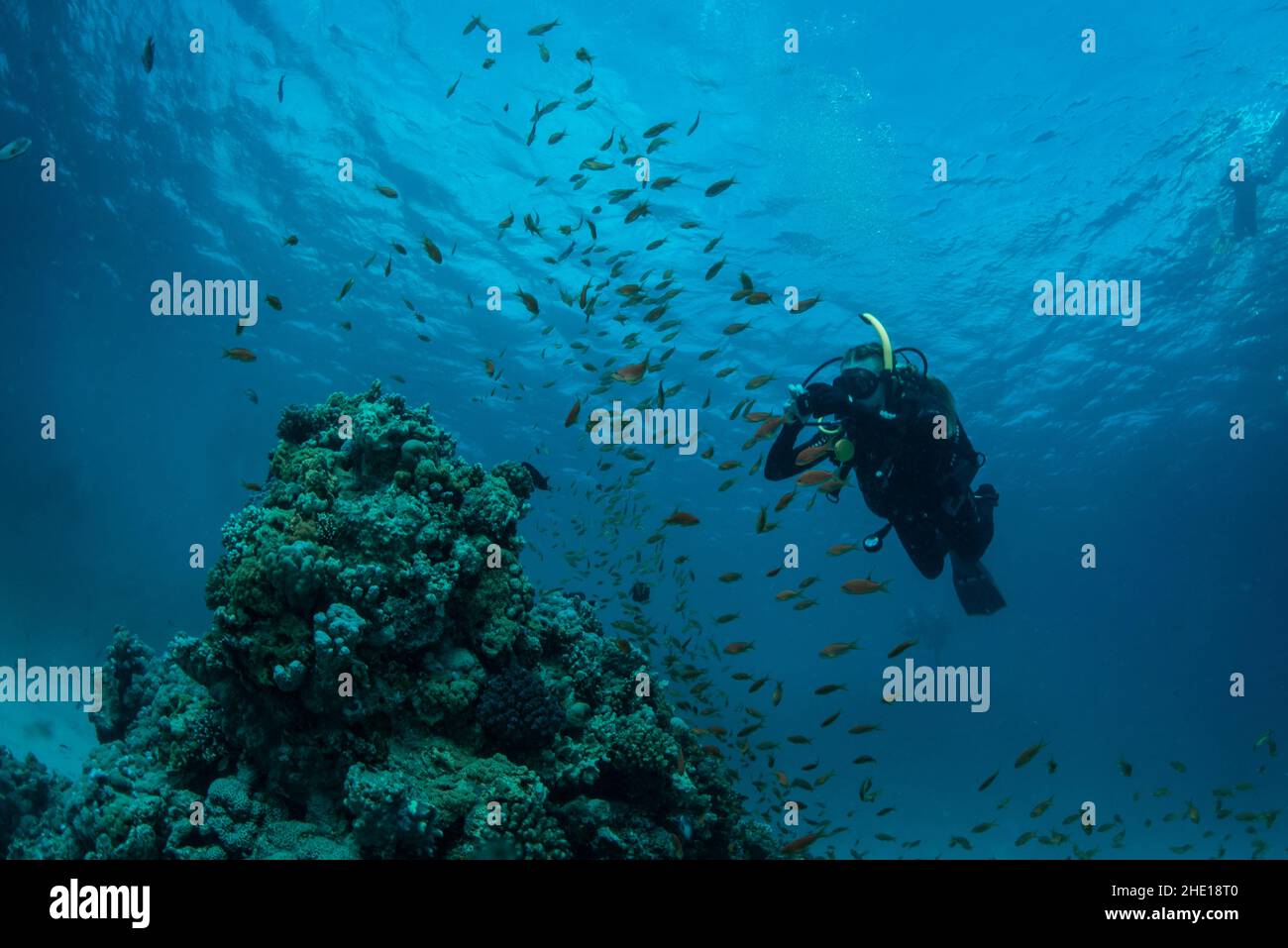 Un subacqueo passa attraverso la scuola di pesce sopra una formazione di coralli nel mare rosso, Egitto. Foto Stock