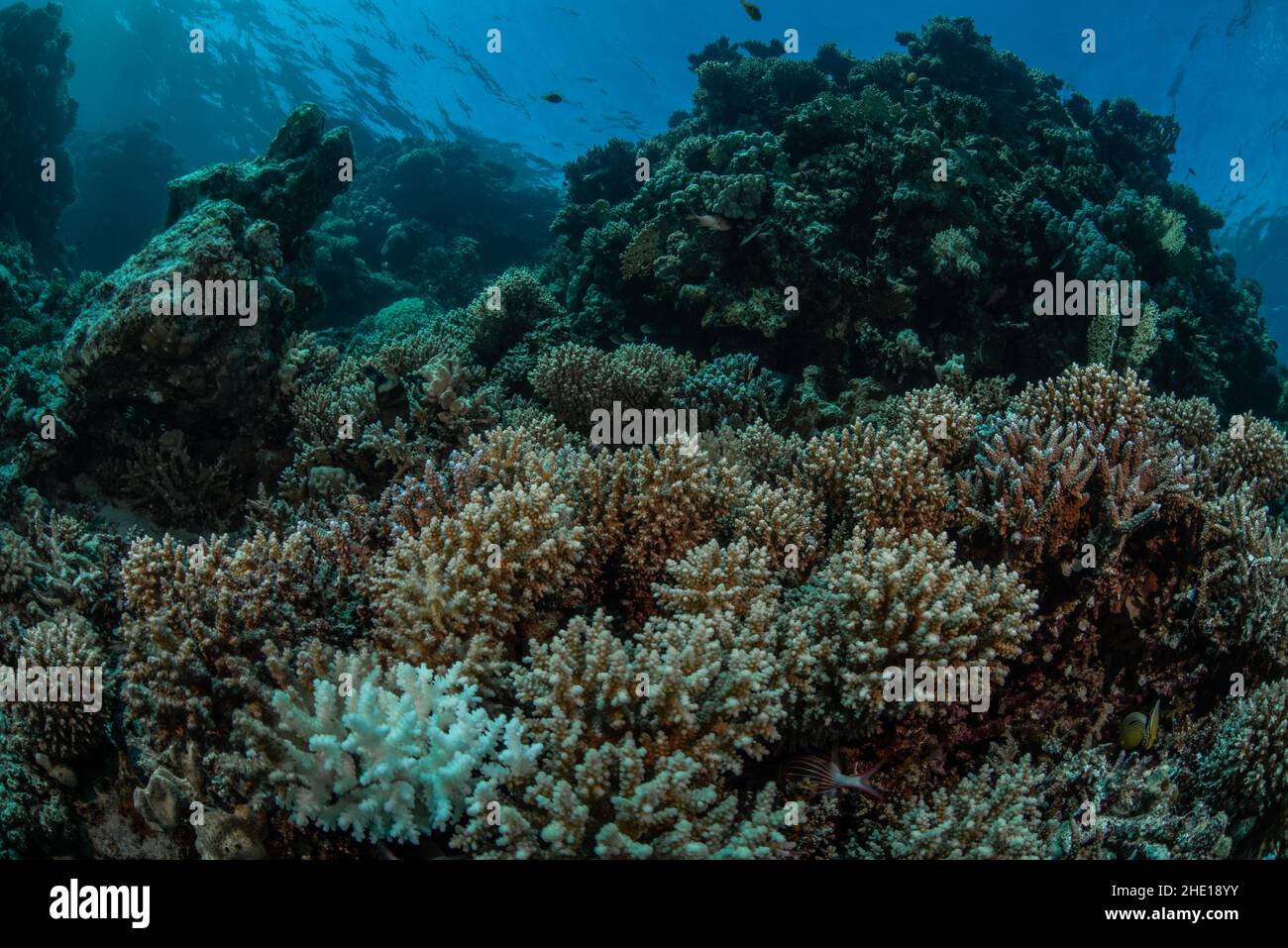 Una fitta barriera corallina nel mare rosso al largo della costa di Hurghada, Egitto. Foto Stock
