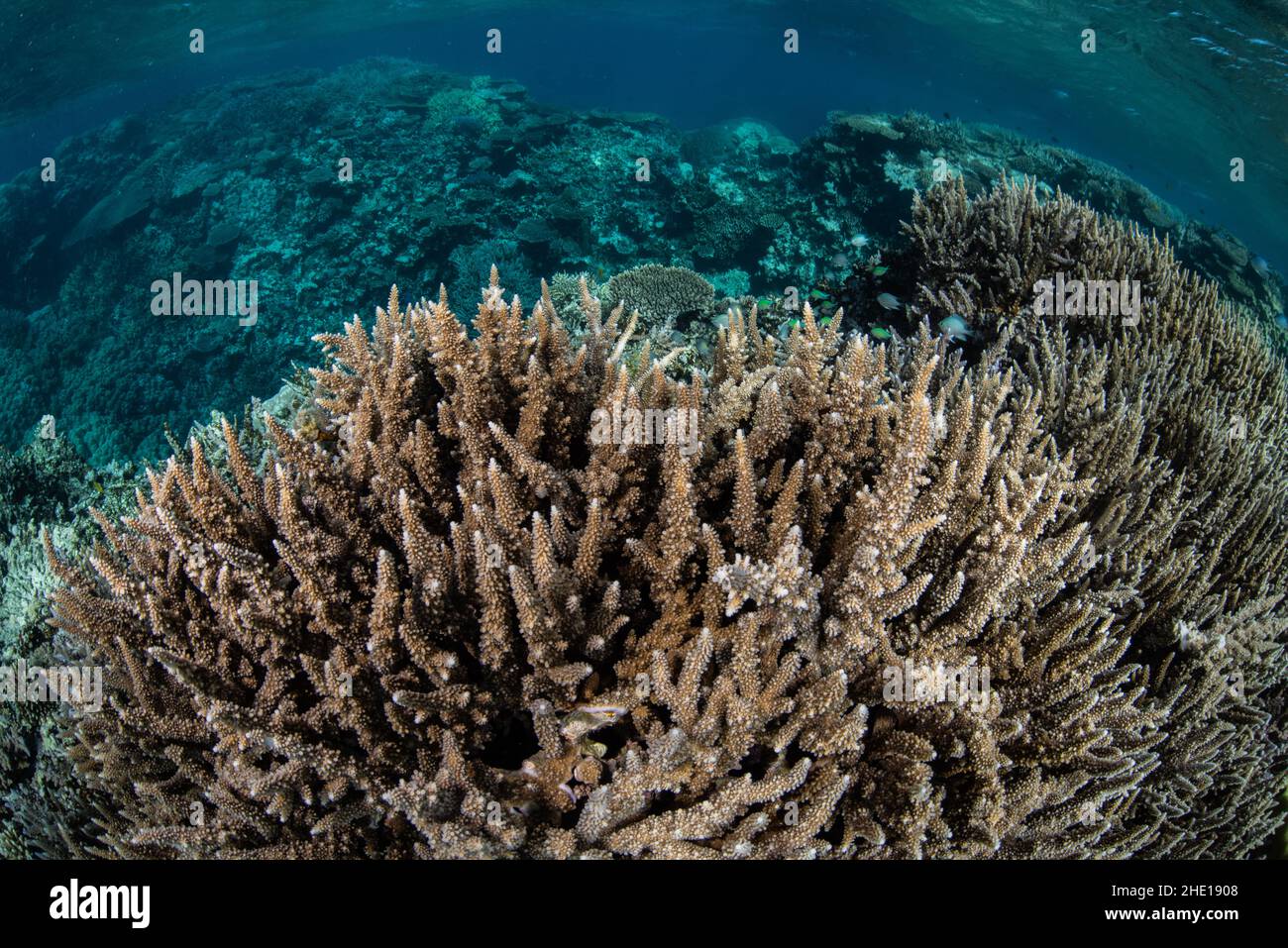 Una barriera corallina con coralli staghorn nel mare rosso al largo della costa di Hurghada, Egitto. Foto Stock