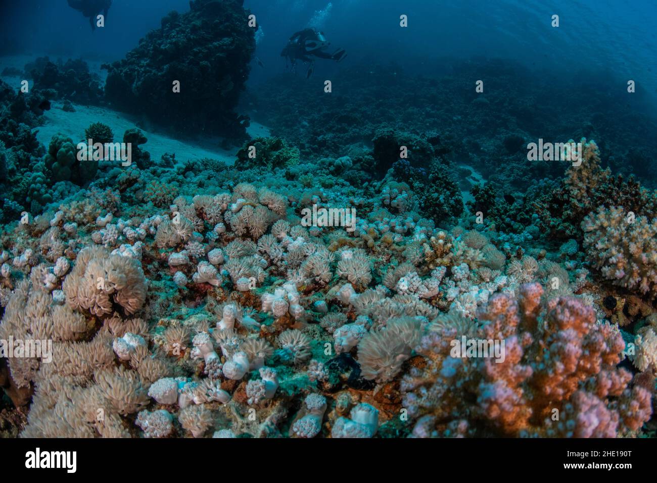 Il fondo marino nel mare rosso d'Egitto con una barriera corallina costituita in gran parte da vari coralli molli come gli xenidi pulsanti. Foto Stock
