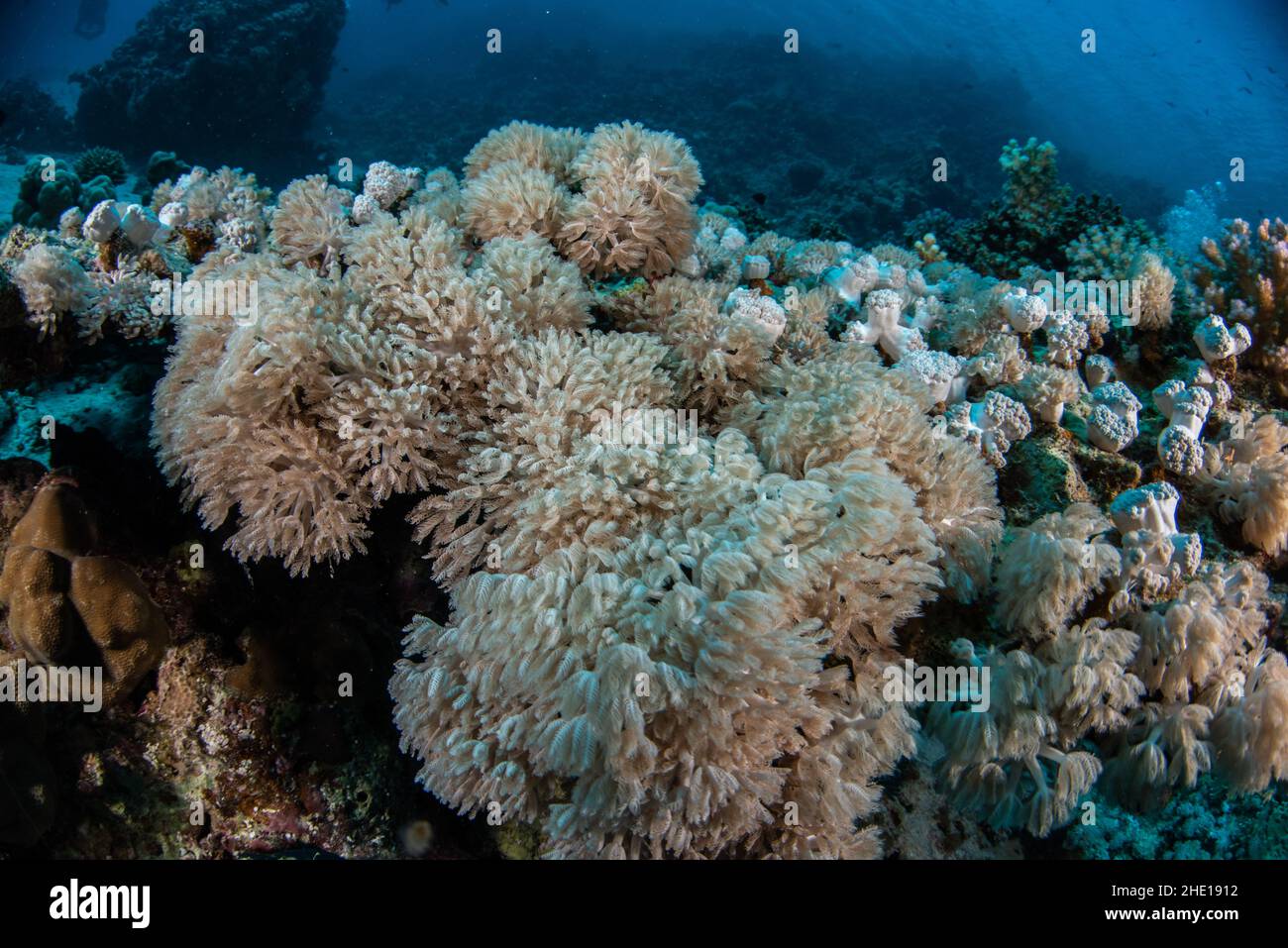 Coralli molli come gli xenidi pulsanti (Heteroxenia fuscescens) e (Xenia elongata) nel Mar Rosso, Egitto. Foto Stock