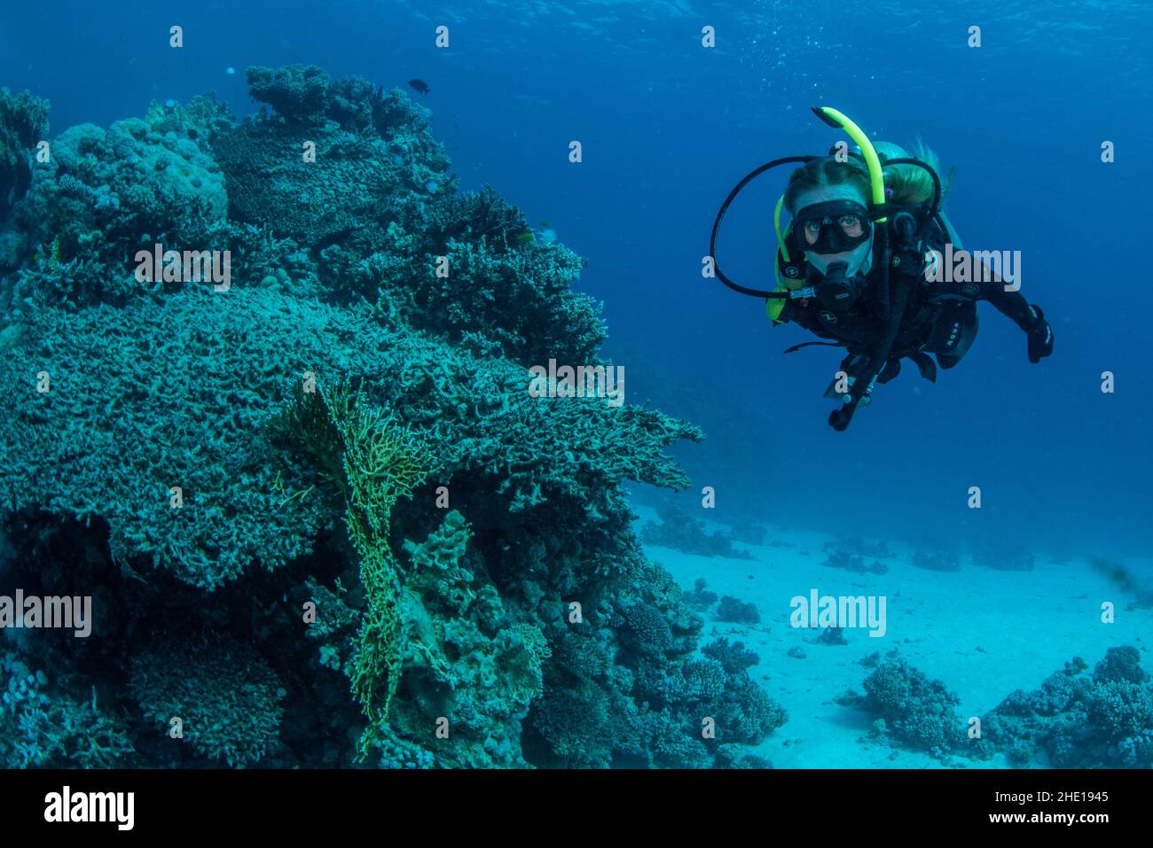 Una subacquea femminile passa vicino a una barriera corallina nel Mar Rosso al largo della costa di Hurghada, in Egitto. Foto Stock