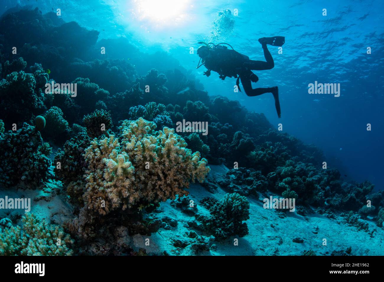 Una subacquea femminile passa vicino a una barriera corallina nel Mar Rosso al largo della costa di Hurghada, in Egitto. Foto Stock