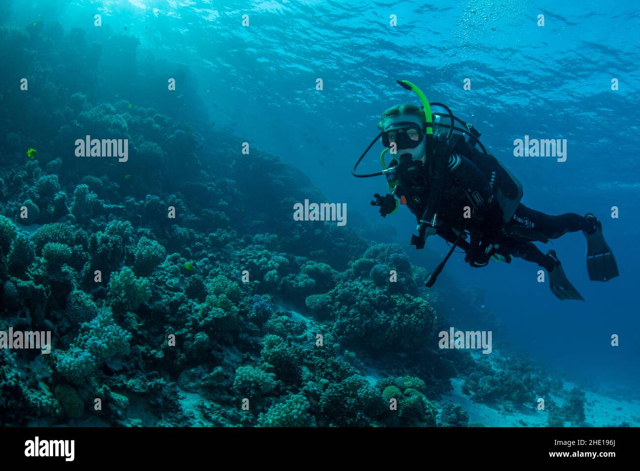 Un subacqueo nelle acque limpide del mare rosso al largo della costa di Hurghada, Egitto. Foto Stock