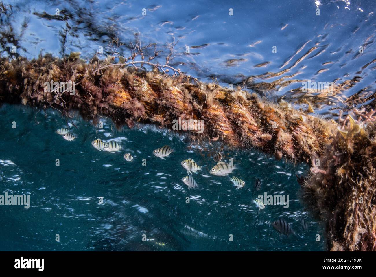 Novello Indo-Pacific pesce sergente (Abudefduf vaigiensis) riparando da una corda derfting nel Mar Rosso, Egitto. Foto Stock