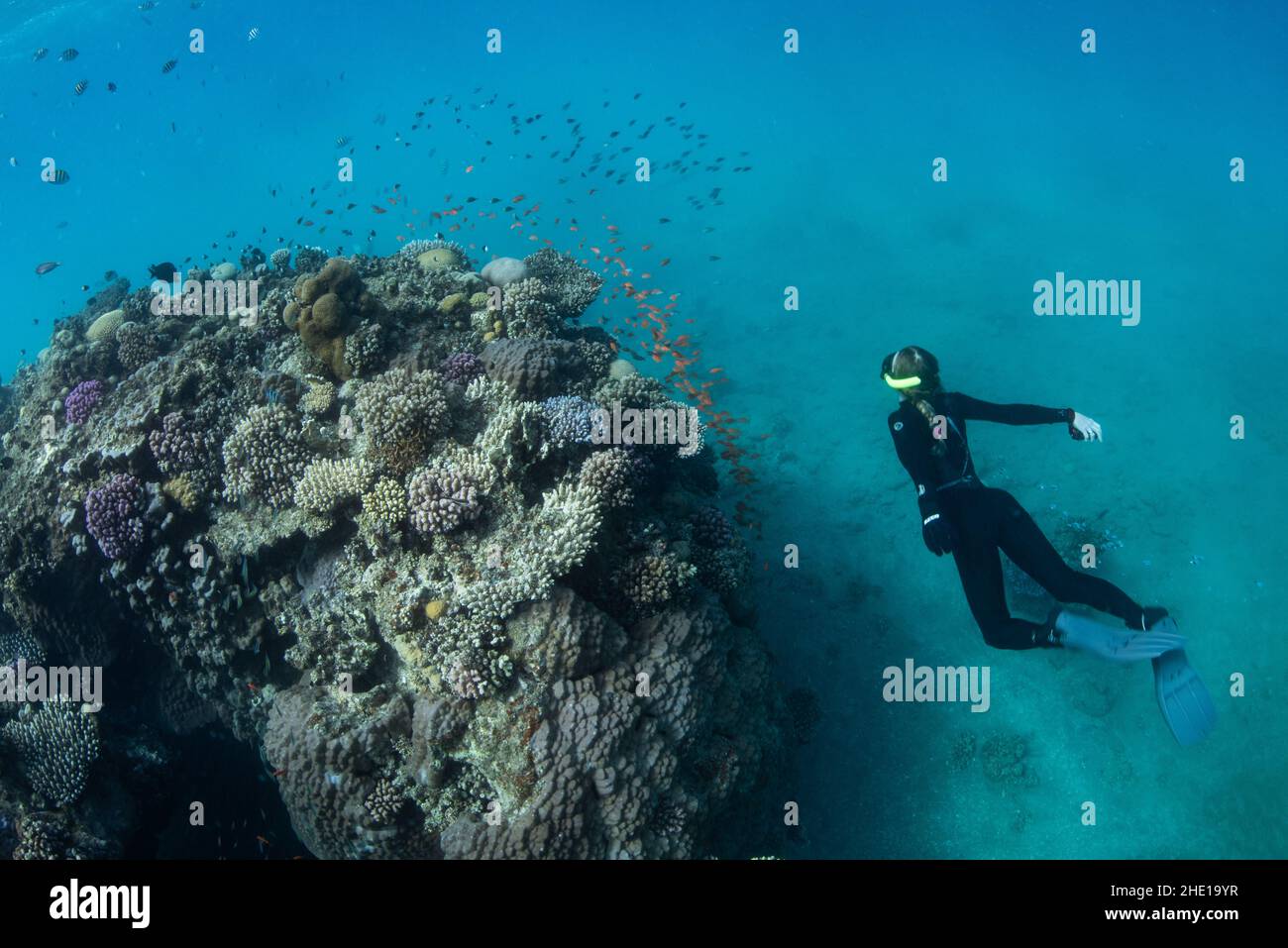 Una freewiver femminile nuota sott'acqua e passa i pesci di scuola sopra una barriera corallina nel mare rosso, in Egitto. Foto Stock