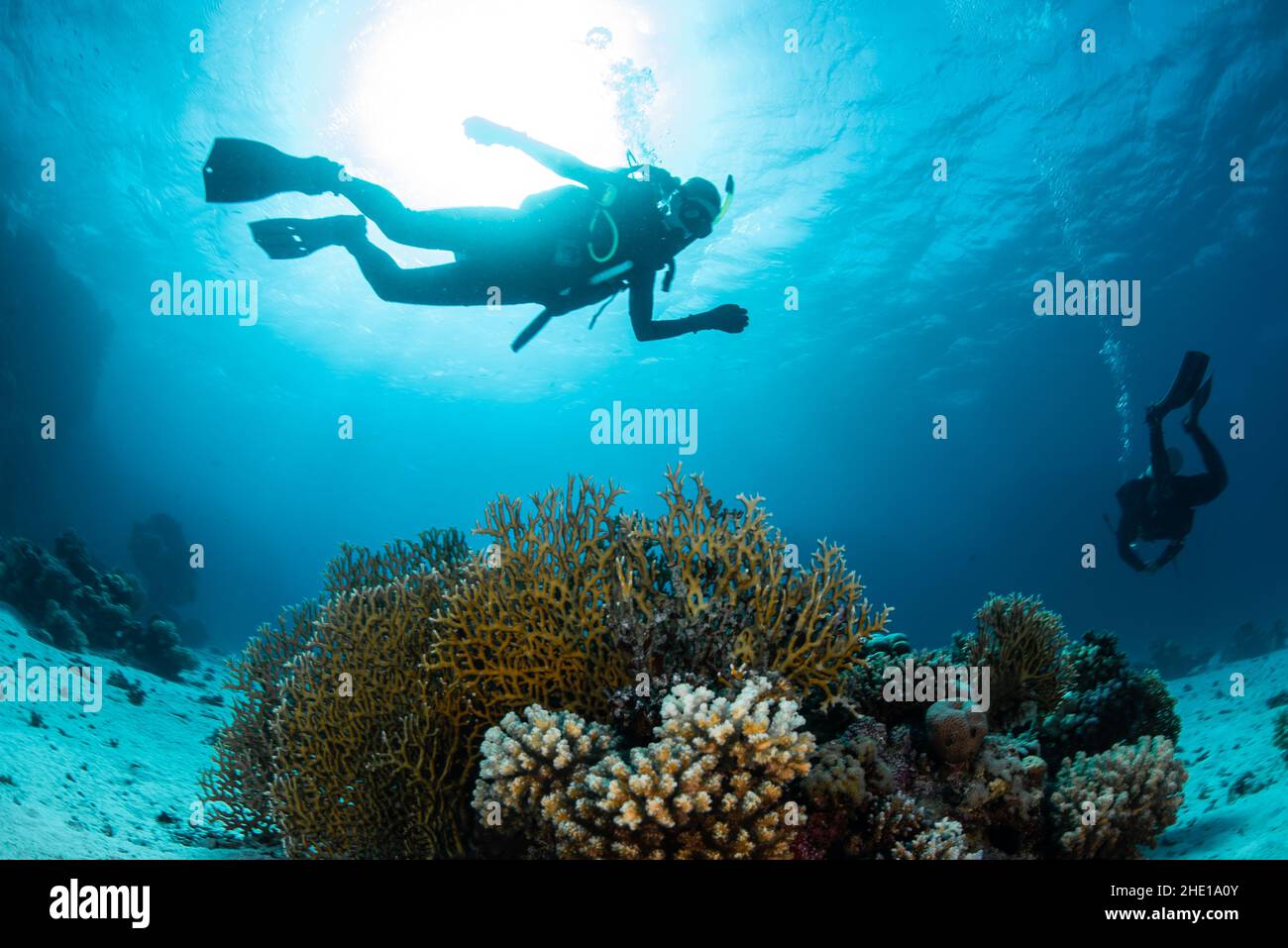 Subacquei che passano sopra i coralli duri di Acropora nel mare rosso al largo della costa di Hurghada, Egitto. Foto Stock