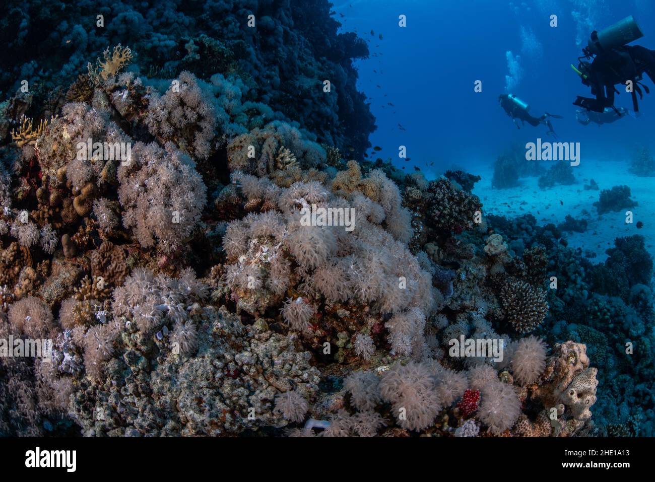 Coralli molli come gli xenidi pulsanti (Heteroxenia fuscescens) e (Xenia elongata) nel Mar Rosso, Egitto. Foto Stock