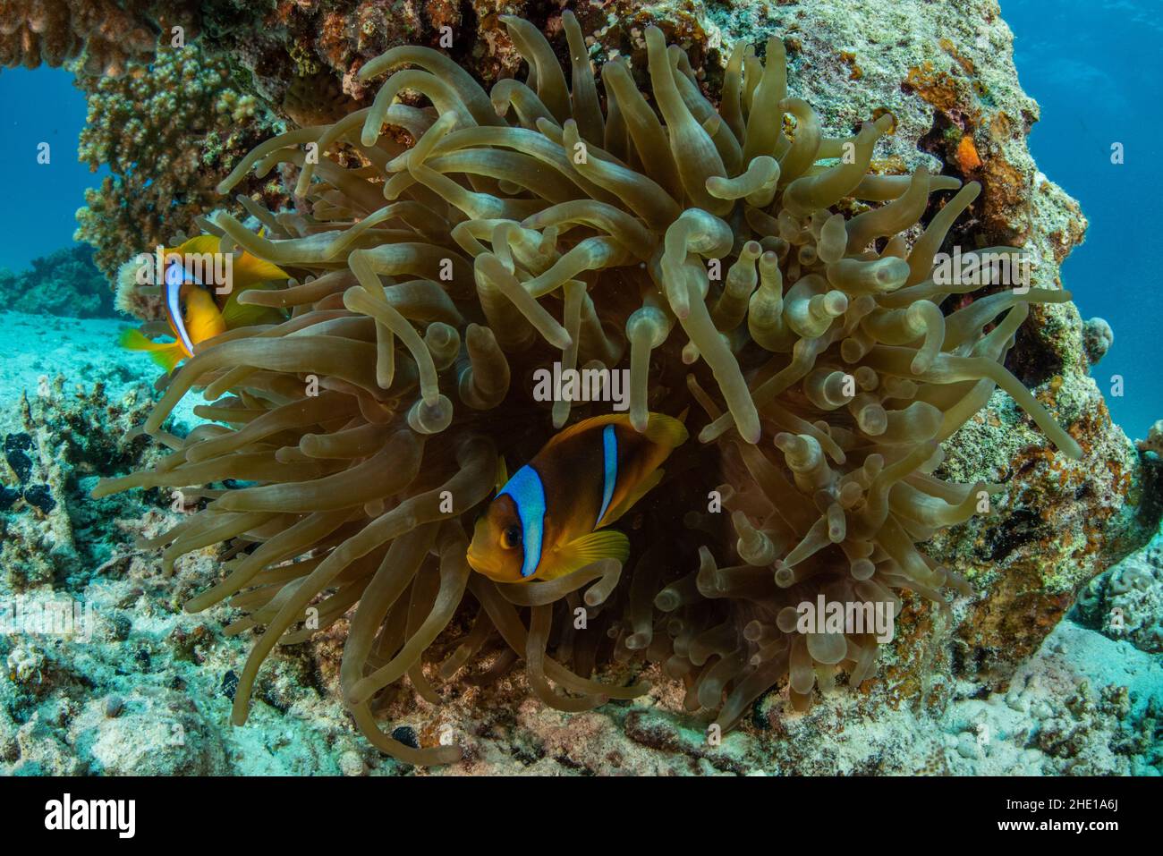 Il pesce pagliaccio rosso o due anemonefish a fasce (Amphiprion bicinctus) fanno la loro casa all'interno dell'anemone Bubble-tip (Entachmaea quadricolor) in Egitto. Foto Stock