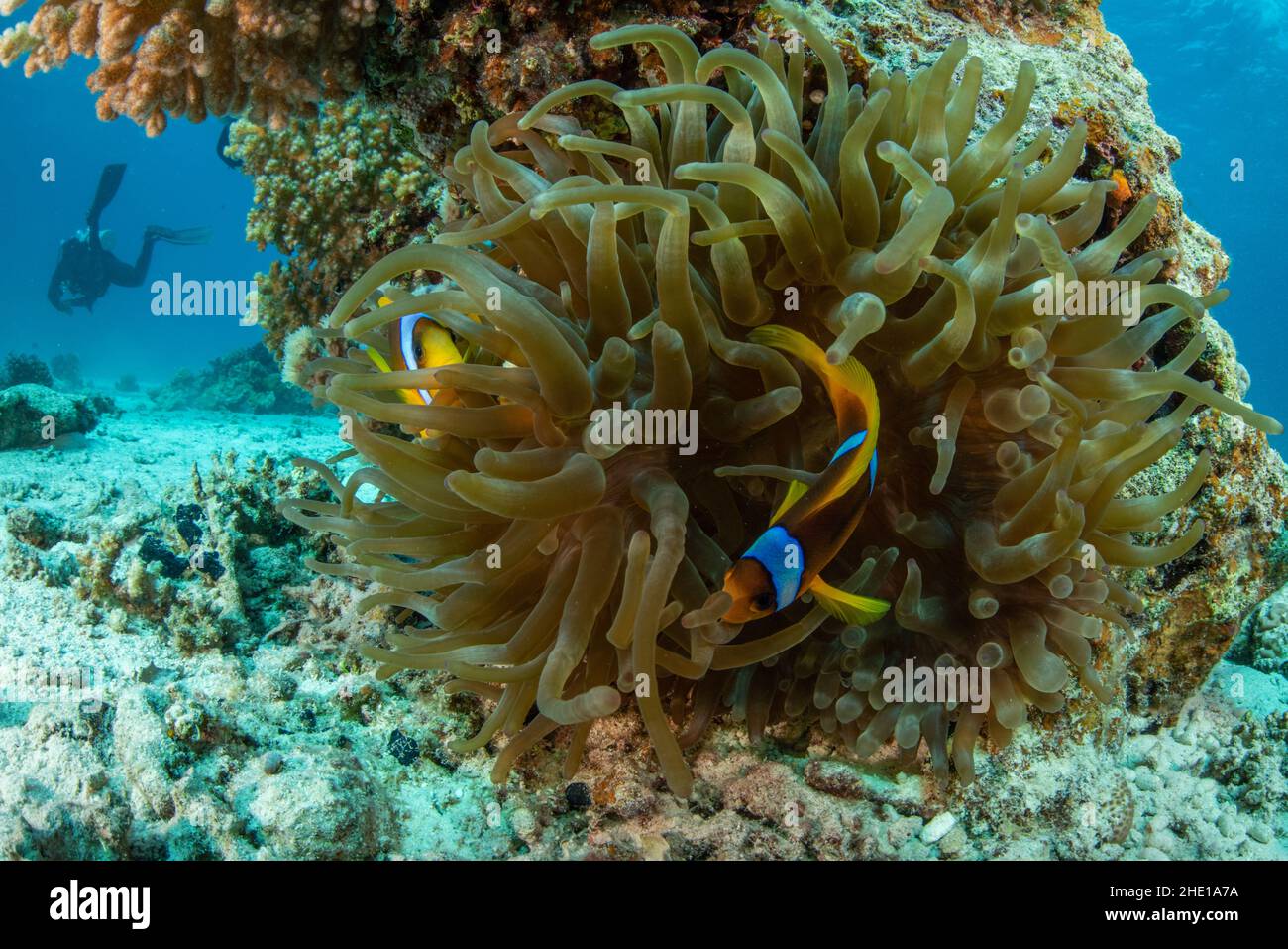Il pesce pagliaccio rosso o due anemonefish a fasce (Amphiprion bicinctus) fanno la loro casa all'interno dell'anemone Bubble-tip (Entachmaea quadricolor) in Egitto. Foto Stock