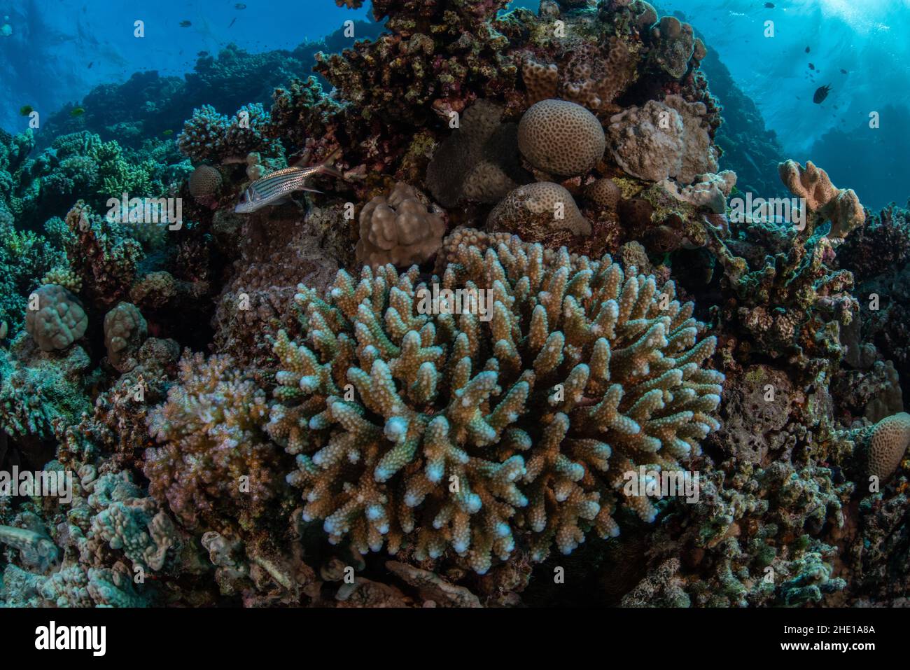 Una macro immagine di una barriera corallina nel mare rosso che mostra diverse specie di coralli. Foto Stock